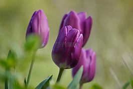 花園,花,郁金香