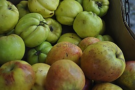 蔬菜,calabasin,chayota