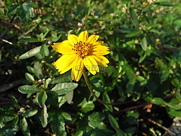 花,黃色,自然