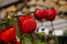 花園,花,郁金香