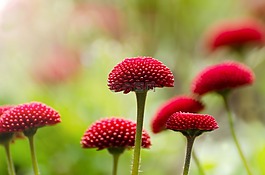 花,紅色,夏天