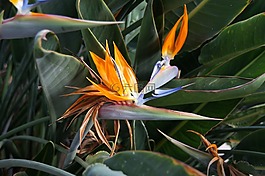 皇家 strelicja,花,橙色