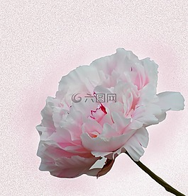 牡丹,粉紅色,開花