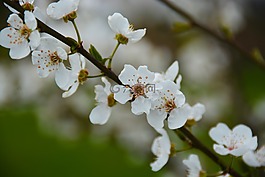 erik,花卉,春