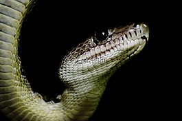 古巴,動物,angulifer