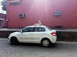 车,狗,路