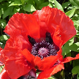 klatschmohn,罌粟,花