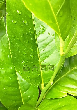 雨點,葉子,綠色