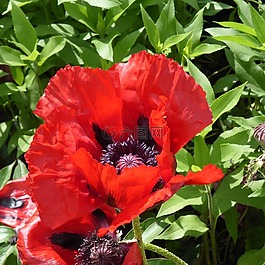 罌粟,klatschmohn,花
