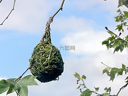 织布,鸟,燕窝
