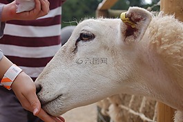 羊,農(nóng)場(chǎng),羊肉