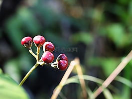 花,泰國,小山