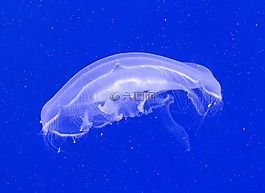 魚(yú),水下,海蜇