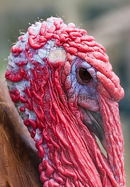 火雞,鳥,家養(yǎng)