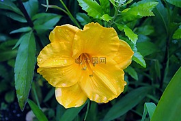 花,花園,黃色
