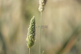 自然,戶外,花