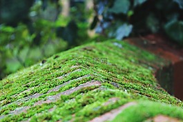 苔,墻,石