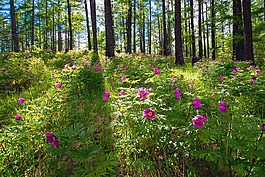 鲜花,森林,牡丹