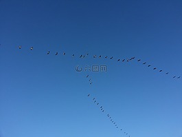 遷移,鳥,洄游