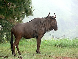 藍羚,gnu,壓紋