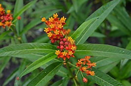 花,橙色,開花