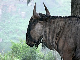 藍羚,gnu,壓紋