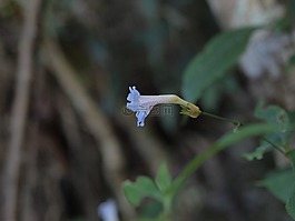 小山,泰國,旅游