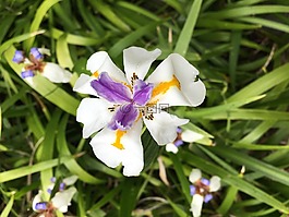 夏威夷,姜黃色百合花,熱帶