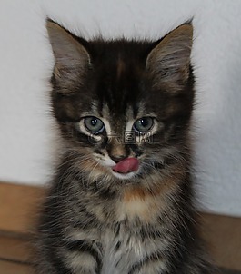 甜,年轻的小猫,猫脸