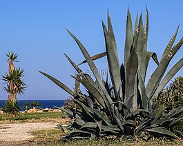 蘆薈,植物,綠色
