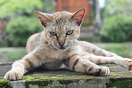貓,動物,肖像