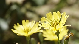 苦荬,花,菊花