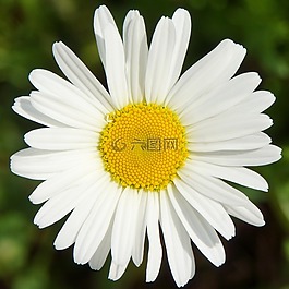 雛菊,leucanthemum大麥,白色的野花