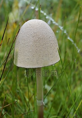蘑菇,草地,傘