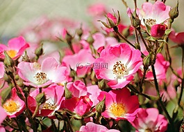 野生玫瑰,玫瑰,開花