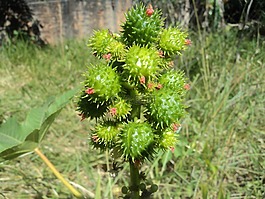 mamonas,首页,花园