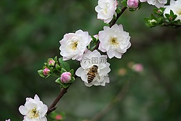 花,植物,大自然