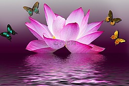 蝴蝶,蓮花,花