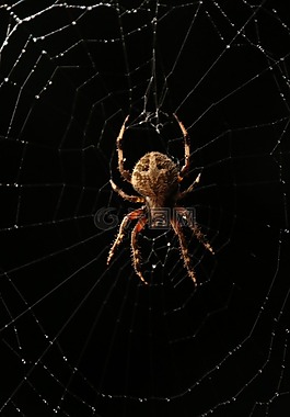 蜘蛛,web,黑