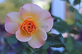 玫瑰,開花,玫瑰綻放