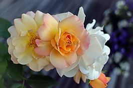 玫瑰,開花,玫瑰綻放