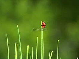 甲蟲,瓢蟲,花園
