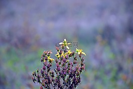 植物,金丝桃,tutsan