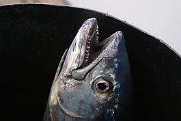 希臘,魚,捕魚