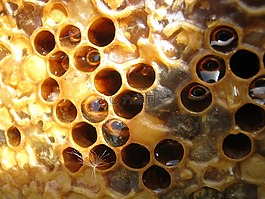 蜂蜜,蜂巢,框架