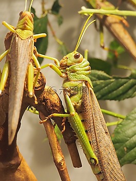 動物,蚱蜢,昆蟲