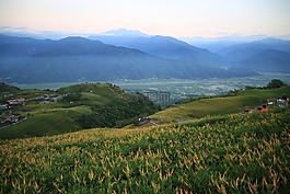 臺(tái)灣,小瑞士,花