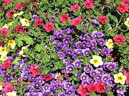 blütenmeer,鲜花,花坛