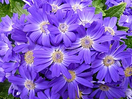 鮮花,紫,春天