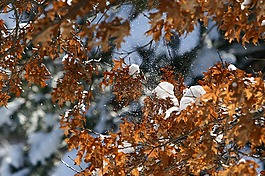 雪,冬天,樹